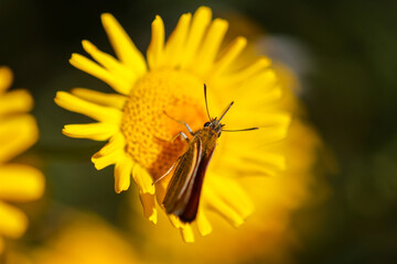 Lulworth skipper,Thymelicus acteon, on yellow flower