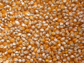 Orange and white color dry whole raw Popcorn kernels