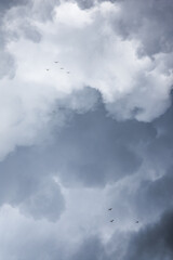 Gaviotas en el cielo antes de la lluvia