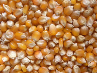 Orange and white color dry whole raw Popcorn kernels