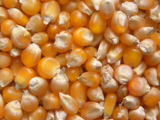 Orange and white color dry whole raw Popcorn kernels