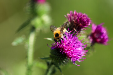 Bee sitting on thistle blossom