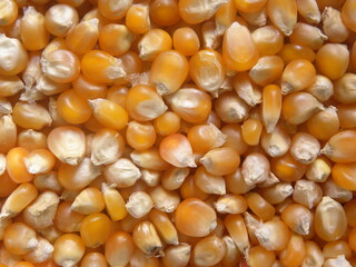 Orange and white color dry whole raw Popcorn kernels