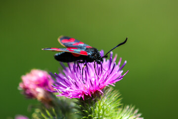 Six-spot burnet sitting on thistle blossom