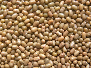 Brown color raw whole moth beans or Vigna aconitifolia