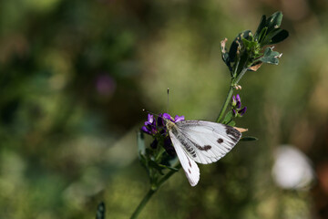 Close-up of cabbage white butterfly, pieris brassicae