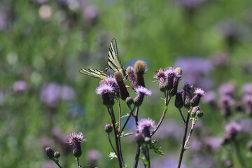 Swallow tail butterfly sitting on thistle blossom