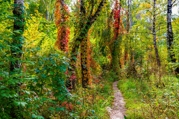 Fototapety  Szlak w słonecznym jesiennym lesie