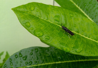 green bug on a leaf