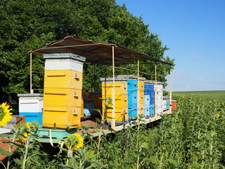 colorful beehives in sunflower' field in Provance, France