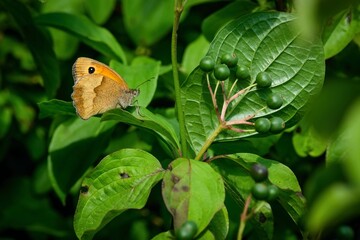 Obraz premium Orange and brown butterfly, meadow brown, Maniola jurtina, with black spot sitting on green leaf of a plant on a sunny summer day.