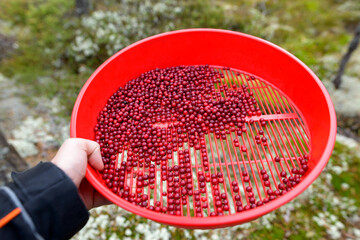 Hand of young man holding basket of harvested lingonberries in the forest