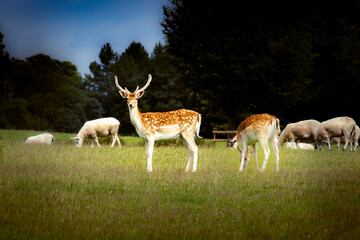 Fallow Deer at Dusk