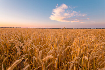 Ripening golden rye ears on a farm field in front of beautiful sunset sky with cloud. Summer July...