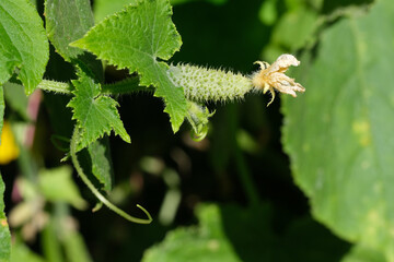 The little green gherkin cucumber with a yellow flower.