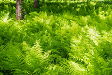 Ferns in forest landscape, natural background