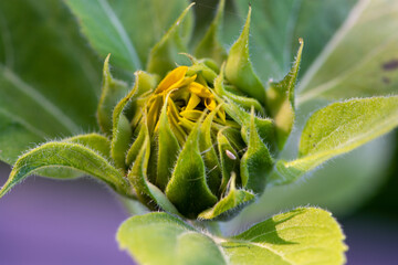 Sonnenblume-Knospe vor der Öffnung