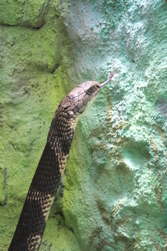 Forest cobra widely found in india