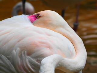 Fototapeta premium Half-sleeping pink Flamingo in Brazil.