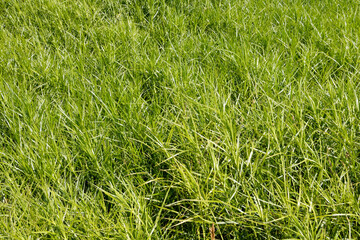 Zielony trawnik miejski latem