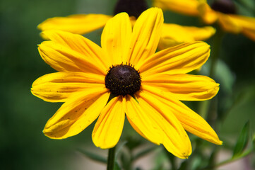 Black-Eyed Susan