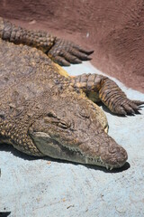Crocodiles have powerful jaws with many conical teeth and short legs with clawed webbed toes. They share a unique body form that allows the eyes, ears, and nostrils to be above the water surface.