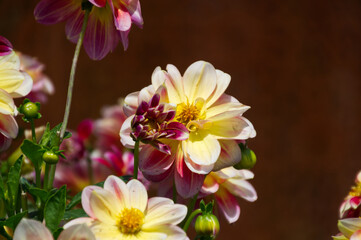 Pink and Yellow Dahlias