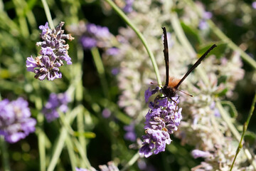 peacock butterfly on a lavender flower