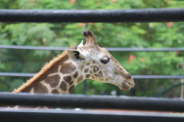 Giraffes are the world's tallest mammals, thanks to their towering legs and long necks.