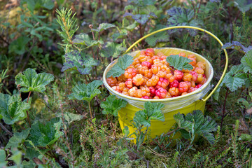 Ripe cloudberries in a bucket in the forest