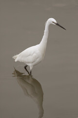White little egret