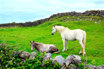 Fototapeta premium Two beautiful horses, resting on the grass on the side of the green hill between two traditional stone walls in Aran island, Ireland.