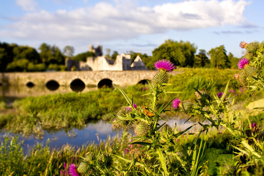 Thistle flower plant with historic Adare town bridge and Desmond Castle on the background in the County Limerick, Ireland 