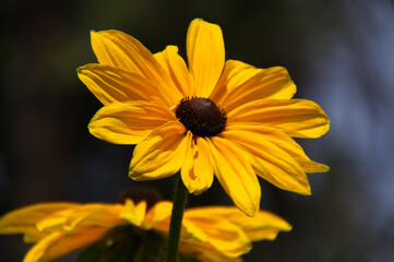 Black-Eyed Susans
