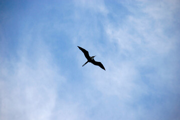 Frigatebird flying on a blue cloudy sky