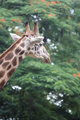 Giraffes are the world's tallest mammals, thanks to their towering legs and long necks.