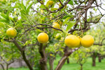 Oranges on branches. Citrus orchard in Sorrento, Italy