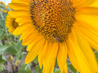 Sunset sunlight on Sunflower Thrace Turkey Europe