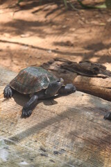 Turtle resting on woods in summer.