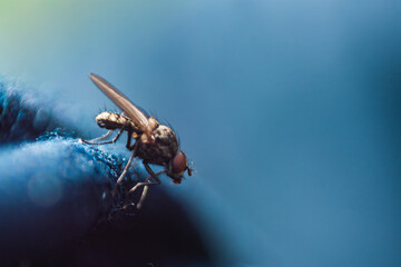 Detail of blowfly with beautiful colours in unfocused background