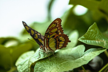 butterfly on a leaf