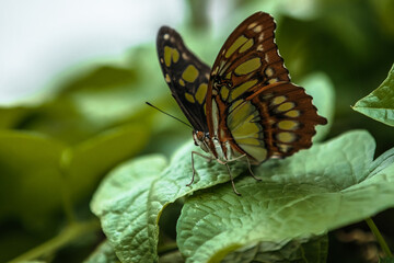butterfly on a leaf
