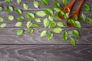 fresh basil leaves in wooden spoons and on a wooden background top view. basil on the table and a copy of the space. background with fresh basil leaves.