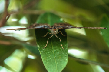 butterfly on a leaf