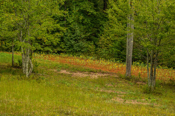 Fototapety na wymiar - Fototapeta24.pl