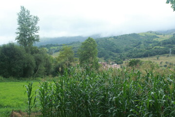 forest in the mountains in Navarra (Spain)