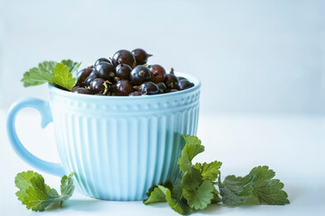 red ripe gooseberries in a blue large cup close-up. background with gooseberry in a cup of the macro.