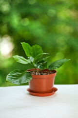 Obraz premium Potted hibiscus plant on a green bokeh background. House plants and gardening concept.