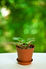 Potted African Violet (Saintpaulia) young house plant on a green bokeh background.