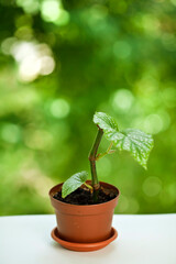 Potted begonia corallina luzerna house plant on a green bokeh background.